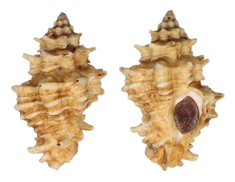 Vasum Capitellum Turbinellidae Specimen Sea Shell Picture Ts166602
