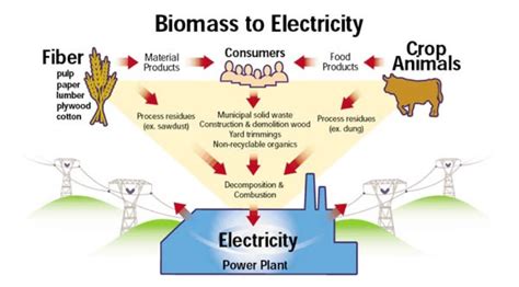 Biomass contains stored energyfrom the sun. Biomass FAQ