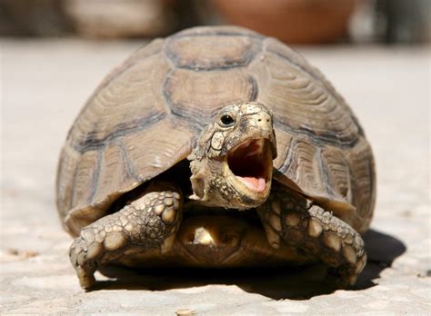 Gehen sie beim heben mit geradem rücken in die knie und stehen sie auch wieder so auf. Zoologie: Wie sich Schildkröten umdrehen - Wissen ...