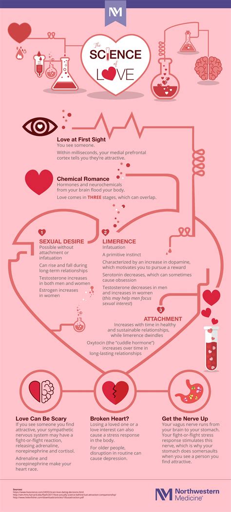 The Science Of Love Infographic Northwestern Medicine