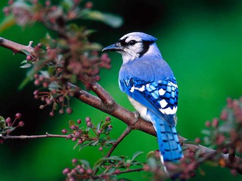 Blue Bird On Tree Branch Wallpaper 1024×768 Birds Wallpapers