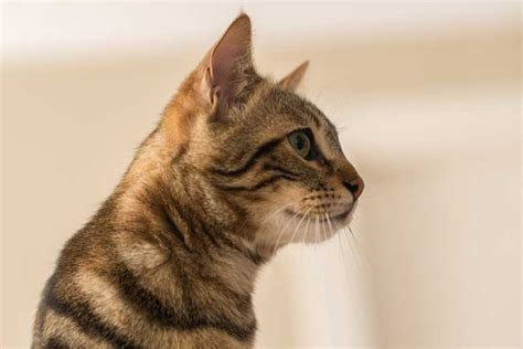 Adopting A Cat Complete Guide For Cat Parents
