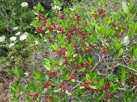 Piccolo albero dai rami contorti e dal tronco corto, arriva solo fino a 9 metri di altezza. Macchia mediterranea in Sardegna: piccola galleria di ...