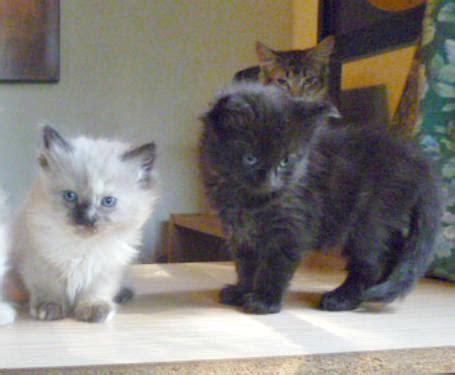Bobcat kittens are hand reared starting at about 14 days. New Breed! Maine Coon Bobcat Hybrid kittens for Sale in ...