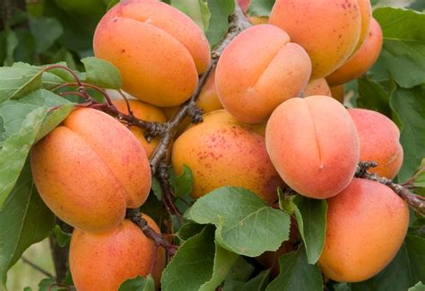 Fruit Trees The Five Easiest To Grow The English Garden