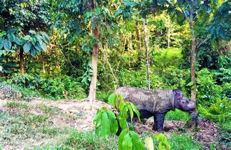 Articles — Borneo Rhino Alliance