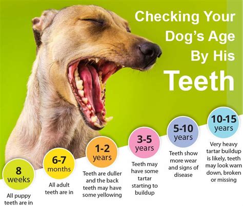 Puppy Teeth Age Chart