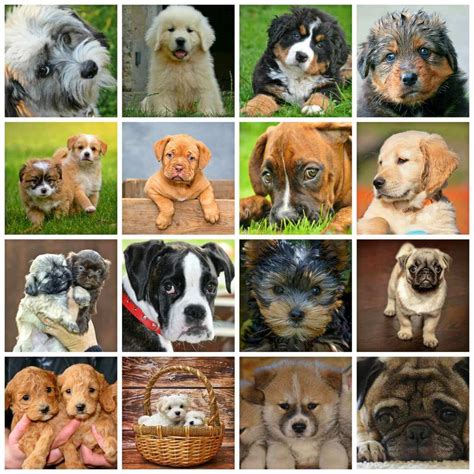 Pet Dog Quiz What Is My Favorite Dog Breed Quizpin