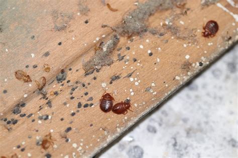 Where Do Bed Bugs Actually Come From Sage Pest Control