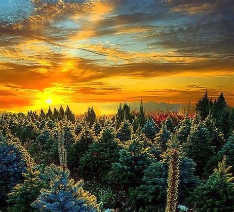 Wisconsin Sunrise Tree Sunrise Sky Nature Hd Wallpaper Peakpx