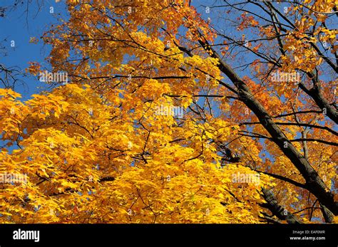 Norway Maple Tree Hi Res Stock Photography And Images Alamy
