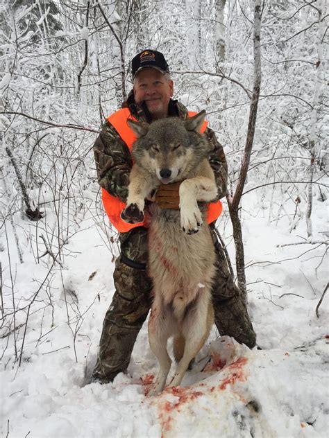 Snow wolf family and me | bbc earth. Trophy Canadian Wolf Hunts with Sandy River Outfitters