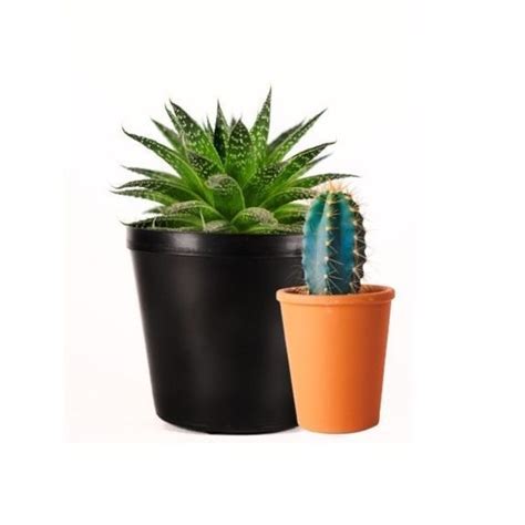 They do not dissolve in water. CACTUS - Flavour