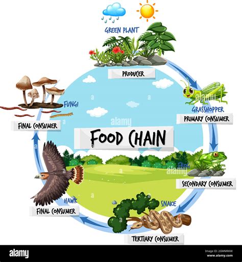 Food Chain Diagram Concept Stock Vector Image Art Alamy