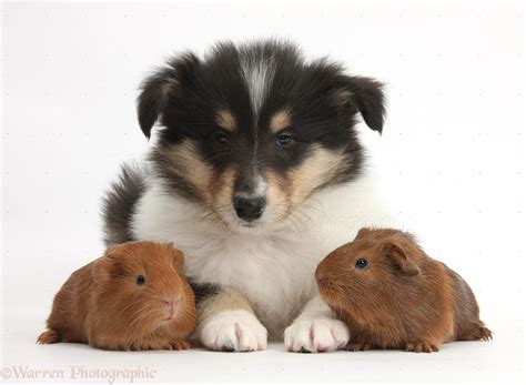 Pets Tricolour Rough Collie Puppy And Baby Red Guinea Pigs Photo Wp38189