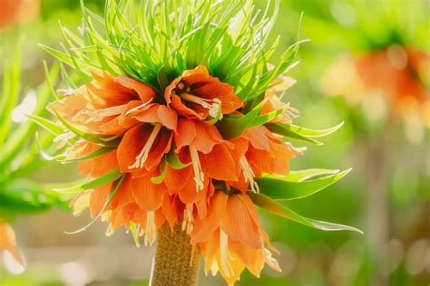 Free Download Hd Wallpaper Imperial Crown Fritillaria Imperialis