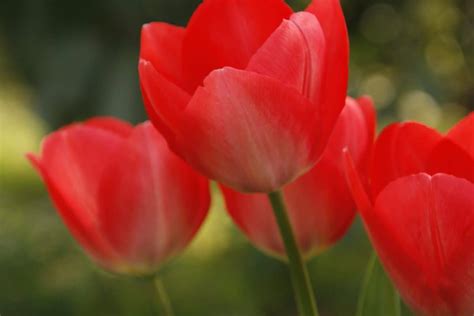 Foto gratis: petalo, foglia, tulipano, giardino, flora, estate, natura ...