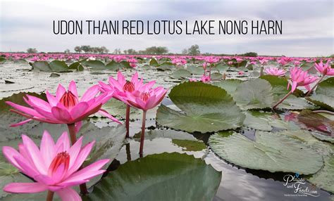 Udon Thani Red Lotus Lake Nong Harn Talay Bua Daeng