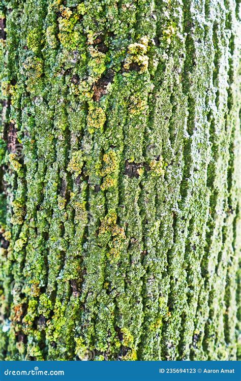 Beautiful Tree Bark Texture Image Stock Image Image Of Hardwood