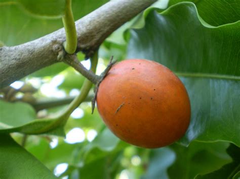 Menabung paling baik dan aman dilakukan di bank. buah bunga tanjung | Mimusops elengi (Sapotaceae) Photo ...