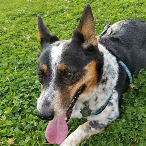 Corgis were herding sheep, geese, ducks, horses, and cattle and are one of the oldest herding. Resting after a run | Cowboy corgi, Cattle dog, Australian ...