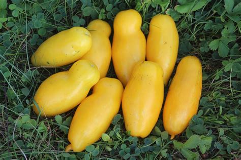 Banana Legs Tomato Seeds Grown In Nova Scotia Canada — Annapolis Seeds