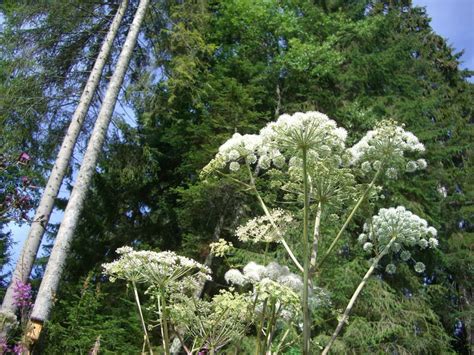 Giant Hogweed Britains Most Dangerous Plant Safety First Aid Training