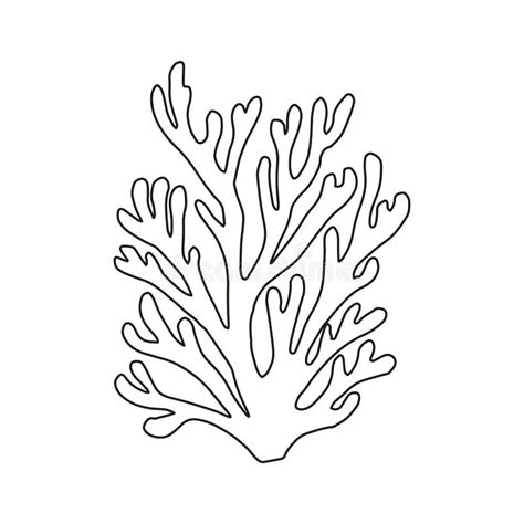 Algae Hand Drawing Vector Stock Vector Illustration Of Twig 89917779