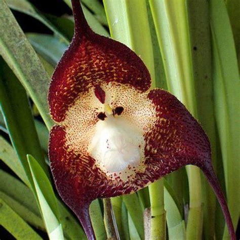 10 Unusual Orchids That Look Like Monkeys And Other Animals Weird Orchids