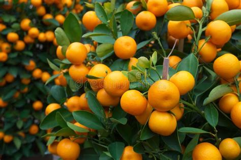 Orange Tree Stock Photo Image Of Horticulture Garden 31735208