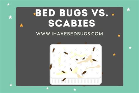 Bed Bugs Vs Scabies Similarities And Dissimilarities