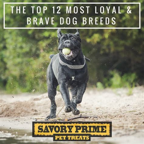 The Top 12 Most Loyal And Brave Dog Breeds Savory Prime Pet Treats