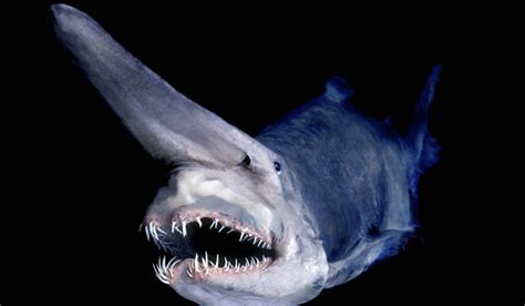 Strange Deepsea Creatures Photos
