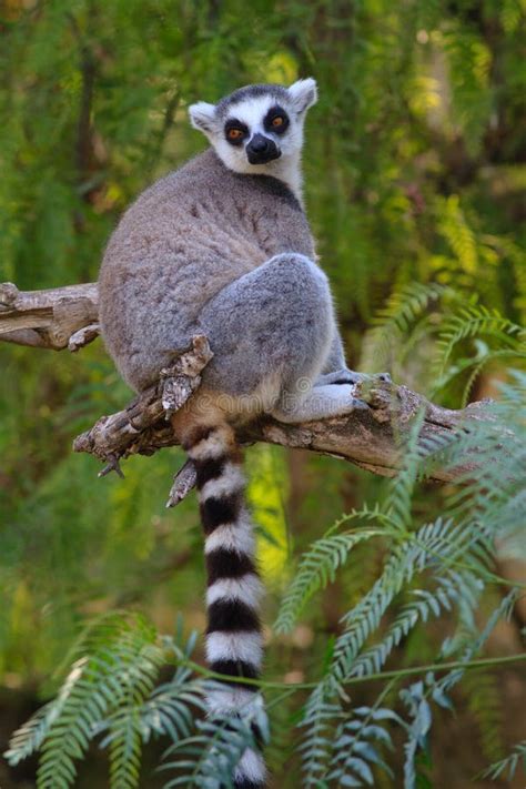 Ring Tailed Lemur Lemur Catta Stock Photo Image Of Endangered