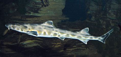 Whiskery Shark Alchetron The Free Social Encyclopedia