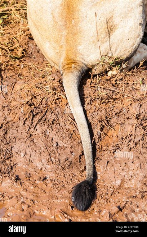 Kenya Tsavo West National Park Tail Of One Young Male Lion Panthera