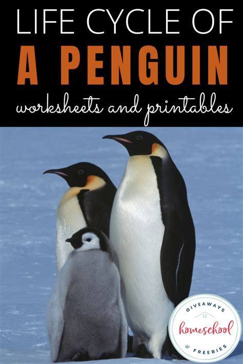 Learn About The Penguin Life Cycle With Free Worksheets And Printables