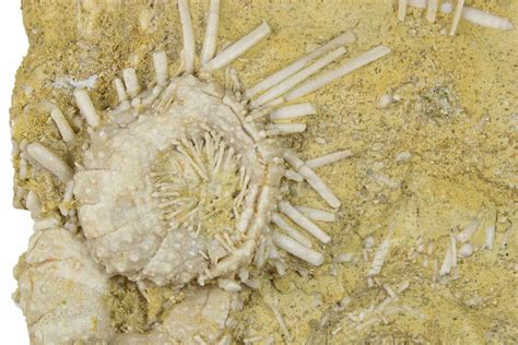 23 Cretaceous Fossil Urchin Phymosoma Plate Morocco 262519 For Sale