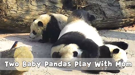 Two Baby Pandas Play With Mom Ipanda Youtube