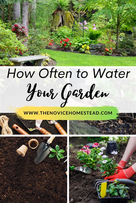 Foolproof Way To Tell When Plants Need Water The Novice Homestead