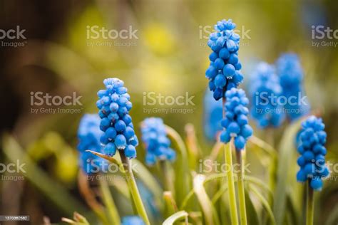 Blue Spring Flowers Stock Photo Download Image Now Abstract