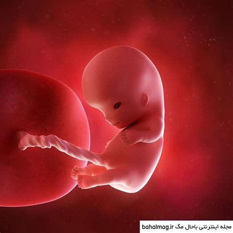 عکس بچه در شکم مادر ️ [ بهترین تصاویر ]