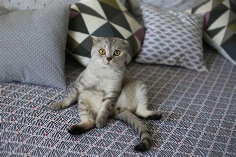 Why Is My Scottish Fold Sitting So Strangely Vet Reviewed Cat Behavior