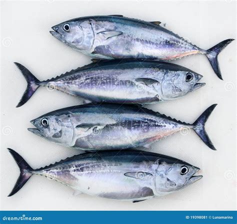 Bluefin Four Tuna Fish Thunnus Thynnus Catch Row Stock Image - Image of
