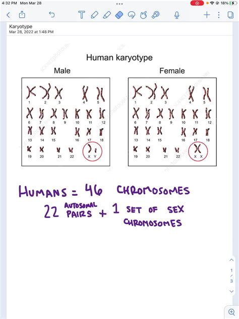Solved A Normal Human Karyotype Has A Chromosomes B
