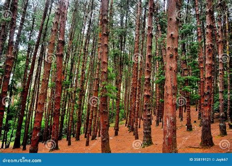 158 Ooty Pine Forest Stock Photos Free And Royalty Free Stock Photos