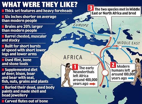 How Theres A Bit Of Neanderthal In All Of Us Dna Link To Cavemen