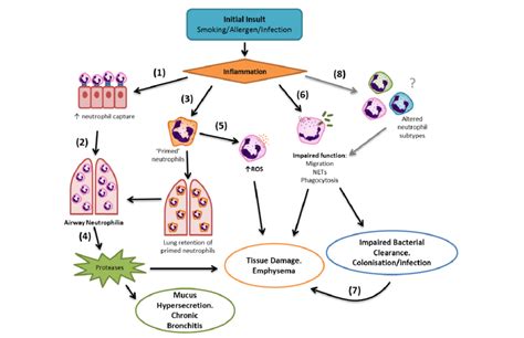 Inflammatory Mechanisms In Disease Pathogenesis Inflammation From The