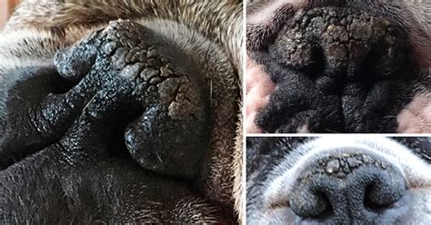 Treating Nasal Hyperkeratosis How To Help Your Dogs Dry Nose
