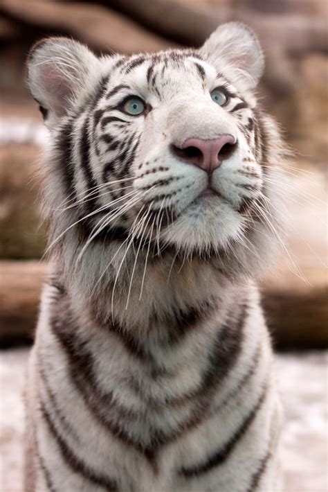 White Bengal Tiger Ignat Solovey Large Cats Big Cats Cats And